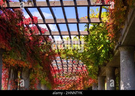 Pergola in Breslau an einem sonnigen Herbsttag schwirnen sich bunte Blätter von virginia auf blauem Himmel, Szczytnicki Park, Breslau, Polen. Da bin ich Stockfoto