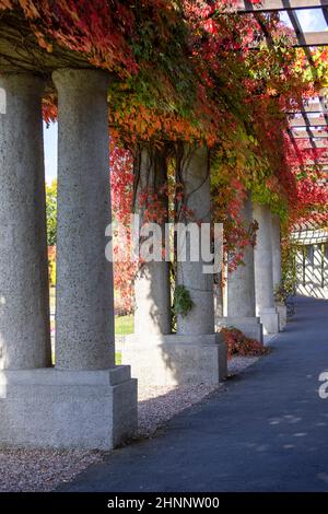 Pergola in Breslau an einem sonnigen Herbsttag schwirnen sich bunte Blätter von virginia auf blauem Himmel, Szczytnicki Park, Breslau, Polen. Da bin ich Stockfoto