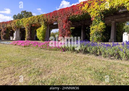 Pergola in Breslau an einem sonnigen Herbsttag schwirnen sich bunte Blätter von virginia auf blauem Himmel, Szczytnicki Park, Breslau, Polen. Da bin ich Stockfoto