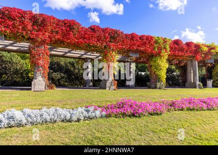 Pergola in Breslau an einem sonnigen Herbsttag schwirnen sich bunte Blätter von virginia auf blauem Himmel, Szczytnicki Park, Breslau, Polen. Da bin ich Stockfoto