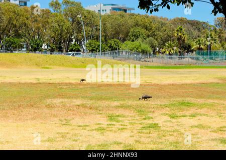 Hadada ibis, Vögel auf Grasfeld in Südafrika. Stockfoto