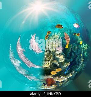 Unterwasserszene mit Delfinen und farbenfrohem Korallenriff voller roter Fische. Stockfoto