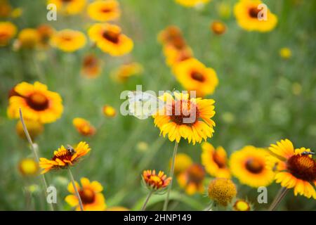 Gelbe Blüten von Gaillardia aristata mit grünen Blättern und Stielen. Auf den Blütenblättern der Blume sitzt ein weißer Schmetterlingskohl. Der Hintergrund ist verschwommen Stockfoto