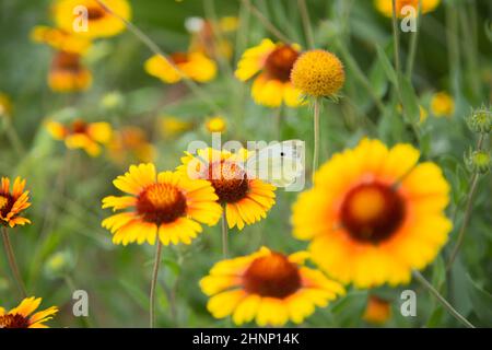 Gelbe Blüten von Gaillardia aristata mit grünen Blättern und Stielen. Auf den Blütenblättern der Blume sitzt ein weißer Schmetterlingskohl. Der Hintergrund ist verschwommen Stockfoto