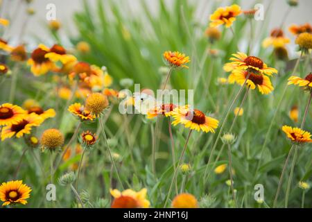 Gelbe Blüten von Gaillardia aristata mit grünen Blättern und Stielen. Auf den Blütenblättern der Blume sitzt ein weißer Schmetterlingskohl. Der Hintergrund ist verschwommen Stockfoto