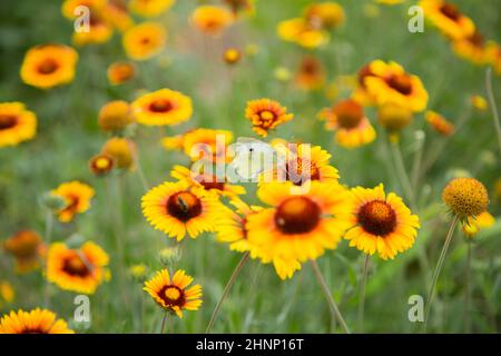 Gelbe Blüten von Gaillardia aristata mit grünen Blättern und Stielen. Auf den Blütenblättern der Blume sitzt ein weißer Schmetterlingskohl. Der Hintergrund ist verschwommen Stockfoto