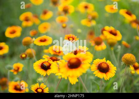 Gelbe Blüten von Gaillardia aristata mit grünen Blättern und Stielen. Auf den Blütenblättern der Blume sitzt ein weißer Schmetterlingskohl. Der Hintergrund ist verschwommen Stockfoto