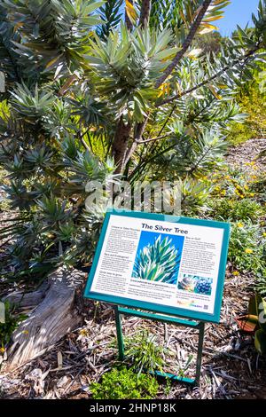 Der Silberbaum Leucadendron argenteum grün türkis Hinweisschild, Kirstenbosch. Stockfoto