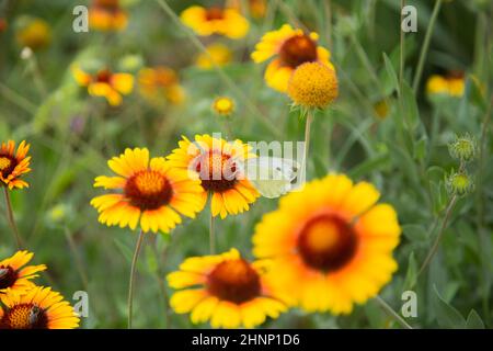 Gelbe Blüten von Gaillardia aristata mit grünen Blättern und Stielen. Auf den Blütenblättern der Blume sitzt ein weißer Schmetterlingskohl. Der Hintergrund ist verschwommen Stockfoto