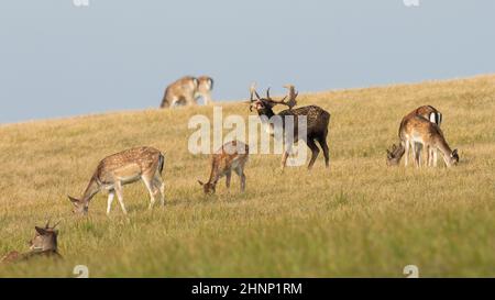 Dama dama, eine Damhirschherde, auf einer Wiese mit gelbem, trockenem Gras in der Brunftzeit. Hirsch mit Geweih brüllt auf Heufeld mit weidenden Hinden. Stockfoto