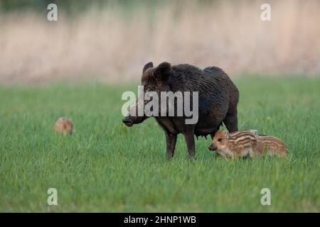 Familie des Wildschweins, sus scrofa, steht im Frühling auf der Wiese. Mutterschweine mit Jungen, die im Frühjahr auf Grasland schauen. Erwachsene Schnauze beobachten auf gree Stockfoto
