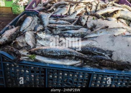 Fischhaufen in Plastikschachteln mit Eis auf dem Straßenmarkt - Marrakesch Marokko Stockfoto