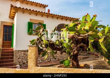 Grüner Kaktus und rote stachelige Birnen, Pflanzen in Spanien. Stockfoto