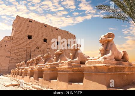 Karnak-Tempel, eine Allee von menschlichen Sphinxen, Luxor, Ägypten Stockfoto