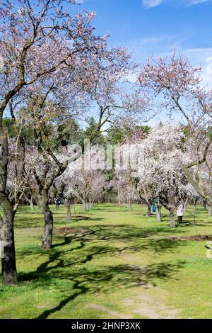 Park Quinta de los Molinos in Madrid in voller Blüte von Frühlingsmandeln und Kirschbäumen mit weißen und rosa Blüten, in Spanien. Europa. Vertikal. Stockfoto