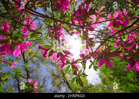 Azaleen blühen in Nord-Zentral-Florida, im frühen Frühling. Stockfoto