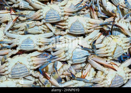 Haufen frischer Blauer Callinectes sapidus Krabben auf dem Fischmarkt als Hintergrund. Stockfoto