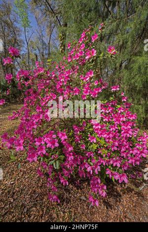 Azaleen blühen in Nord-Zentral-Florida, im frühen Frühling. Stockfoto