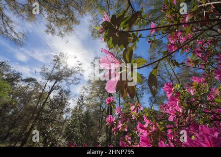 Azaleen blühen in Nord-Zentral-Florida, im frühen Frühling. Stockfoto