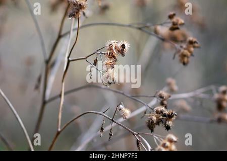 Herbst, trockener Stamm mit Samen Klettengras (Rudus, Ruderis) Pflanze aus nächster Nähe. Arctium lappa. Familie der Asteraceae Stockfoto