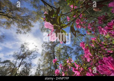 Azaleen blühen in Nord-Zentral-Florida, im frühen Frühling. Stockfoto