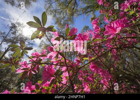 Azaleen blühen in Nord-Zentral-Florida, im frühen Frühling. Stockfoto