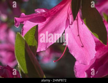 Azaleen blühen in Nord-Zentral-Florida, im frühen Frühling. Stockfoto