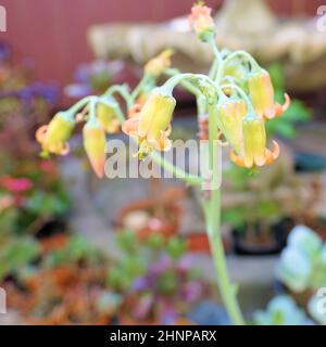 Gelbe und orangefarbene Blüten der Cotyledon orbiculata, Schweinenohr oder Nabelkraute; einheimische Sukkulente aus Südafrika mit Knospen und Blüten Stockfoto