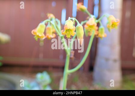 Gelbe und orangefarbene Blüten der Cotyledon orbiculata, Schweinenohr oder Nabelkraute; einheimische Sukkulente aus Südafrika mit Knospen und Blüten Stockfoto