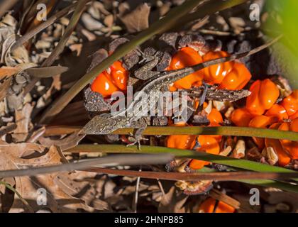 Eine kubanisch-braune Anole-Eidechse auf der bunten Frucht einer Landschaftspflanze auf einem North Florida Parkplatz. Stockfoto