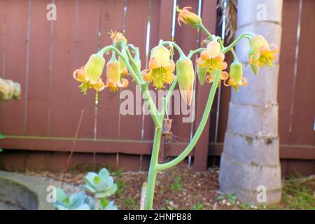 Gelbe und orangefarbene Blüten der Cotyledon orbiculata, Schweinenohr oder Nabelkraute; einheimische Sukkulente aus Südafrika mit Knospen und Blüten Stockfoto