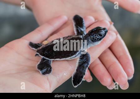 Schwarze Babyschildkröte auf Händen. Stockfoto