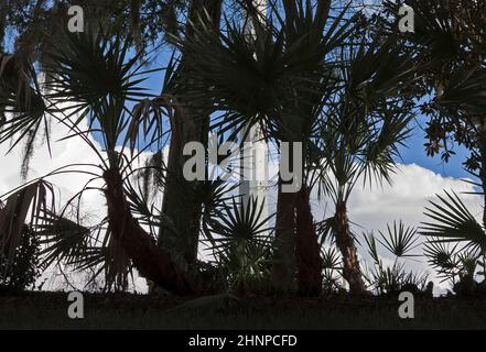 Bäume wurden vor einem Himmel in Florida und einem Betonmast silhouettiert. Stockfoto