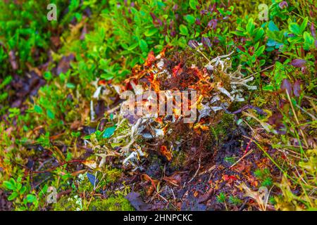 Grasmoose und Flechten in rot gelb orange und grün in Norwegen. Stockfoto