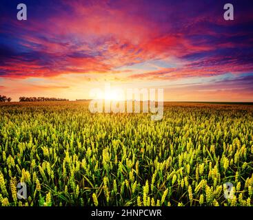 Fantastisches Weizenfeld bei Sonnenuntergang. Farbenfroher übergiebeltes Himmel. Ukraine, Europa. Beauty-Welt. Stockfoto