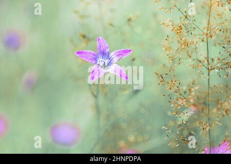 Blume campanula patula, wild blühende Pflanze, schöne lila Verbreitung Glockenblume in Blüte, Sommerzeit auf Wiese, Europa, Tschechische Republik Stockfoto