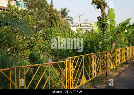 Urban Gardening in einer asiatischen Megacity, Bangkok, Thailand Stockfoto