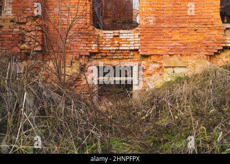 Zerstörte Mauer. Altes überwuchertes Fenster in Ziegelmauer aus ruiniertem Gebäude Stockfoto