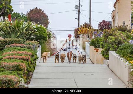 Frau führt die Hunde als Hundesitzerin auf einem morgendlichen Spaziergang an einer Hundeleine. Hundesitzen ist für viele Menschen mit Jobs notwendig Stockfoto