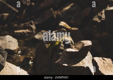Kleine Steintürmchen im Wald. Steinskulpturen im Hintergrund Stockfoto