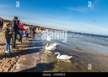 Menschen, die Schwäne und Möwen am Sandstrand in Swenemünde füttern Stockfoto