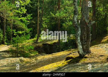 Überwachsener Wald, Bäume und Pflanzen Natur Hintergrund Stockfoto