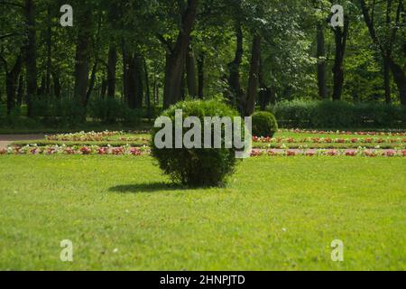 Baum mit grünem Laub in runder Form geschnitten. Kugelförmiger Busch im Park Stockfoto