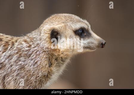 Der Erdmännchen (Suricata suricatta), auch Surikate oder veraltete Scharrtier genannt, ist eine Säugetierart aus der Familie der Mungos (Herpestidae). Stockfoto