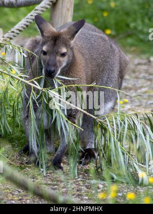 Bennetts Wallaby (Macropus rufogriseus) frisst an einem Ast Stockfoto