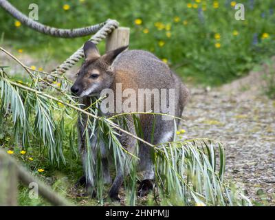 Bennetts Wallaby (Macropus rufogriseus) frisst an einem Ast Stockfoto