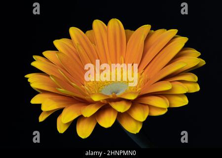 Gelbe Gerbera, Asteraceae. Einzelne Blume auf schwarzem Hintergrund. Blumenfotografie. Stockfoto
