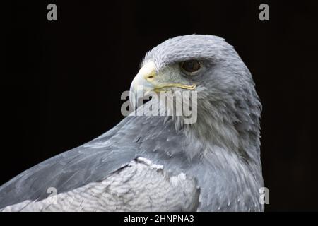 Cordillaradler (blauer Bussard oder aguja) (Geranoaëtus melanoleucus). Der südamerikanische Greifvogel gehört, wie alle Falken (Bussarde und Adler), dazu Stockfoto