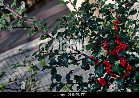 Zweig von Ilex aquifolium oder europäischer Stechpalme mit roten Beeren und grünen Blättern, Sofia, Bulgarien Stockfoto