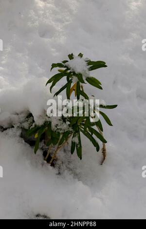 Schneebedeckte mehrjährige Gillyflower oder Cheiranthus cheiri mit Blättern im Winter, Sofia, Bulgarien Stockfoto